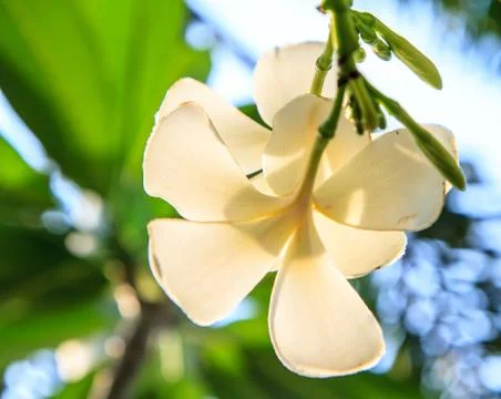 White frangipani Stock Photos