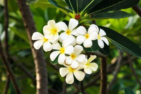 White Frangipani Foto stock