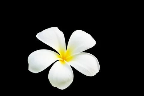 White frangipani Stock Photos