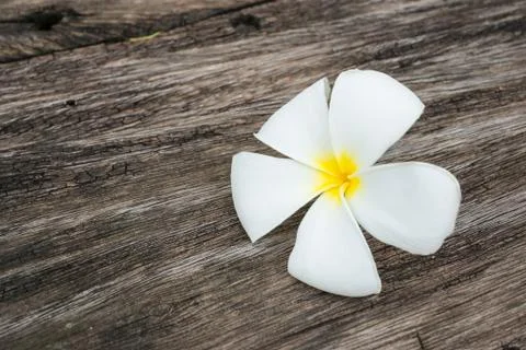 White frangipani Stock Photos