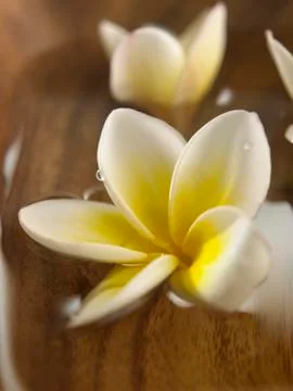 White frangipani Stock Photos
