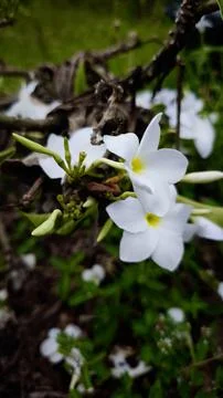 A white frangipani Stock Photos