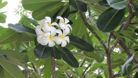 White frangipani tree in wind Stock Footage 221556738