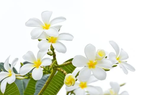 White frangipani on white background Stock Photos