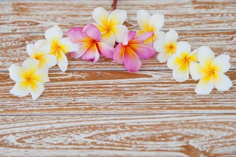 White frangipapi flower on wood table with copy space for background. frangipapi Stock Photos