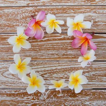 White frangipapi flower on wood table with copy space for background. frangipapi Stock Photos