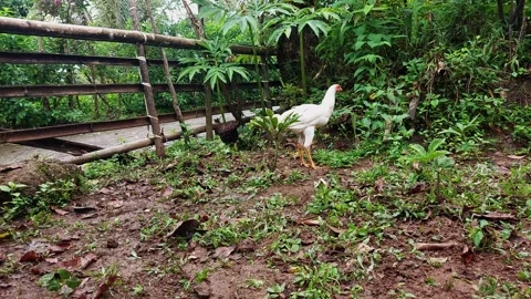 A white free-range chicken walking and pecking for food on grassy dirt ground 스톡 동영상 348376676