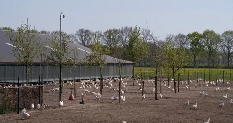 White free-range chickens walking outside the barn at farm Stock Footage 106589884