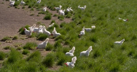 White free-range chickens walking outside the barn at Netherlands farm Stock Footage 106589905