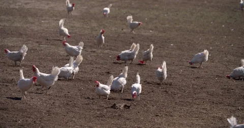 White free-range chickens walking outdoors at Netherlands farm Vídeo Stock 106590051