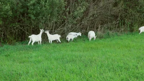 White free range goats graze freely in a meadow and eat leaves from bushes. Cope Stock Footage 283754383