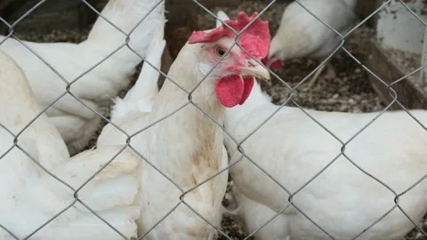White free-range hens walk and fuss behind the mesh in the coop Stock Footage 320246651
