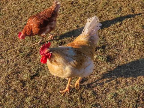 White free range rooster Foto stock