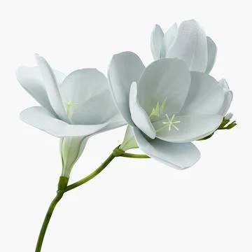 White Freesia Flower 3D Model