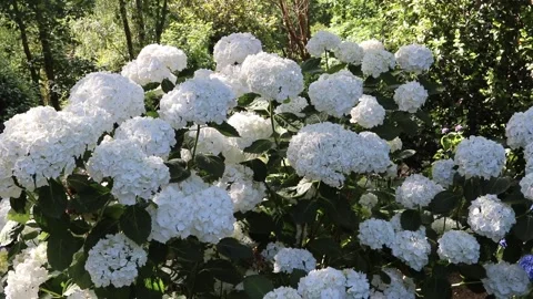 White French hydrangea in full bloom sparkling in dappled sunlight Stock-Footage 340561761