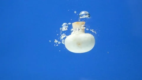 White fresh button mushroom champignon submerging in water slow motion Stock Footage 309412621