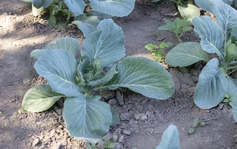 White fresh cabbage Aggressor grows in the beds. Close-up shot. Cabbage with  Stock-Fotos