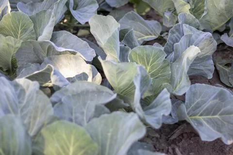 White fresh cabbage Aggressor grows in the beds. Close-up shot. Cabbage with  Stock-Fotos