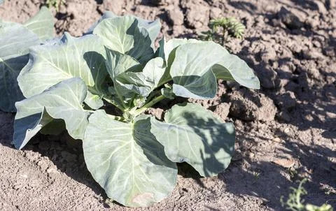 White fresh cabbage Aggressor grows in the beds. Close-up shot. Cabbage with  Stock Photos