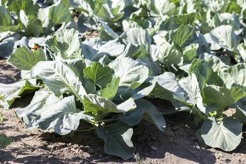 White fresh cabbage Aggressor grows in the beds. Close-up shot. Cabbage with  Foto stock