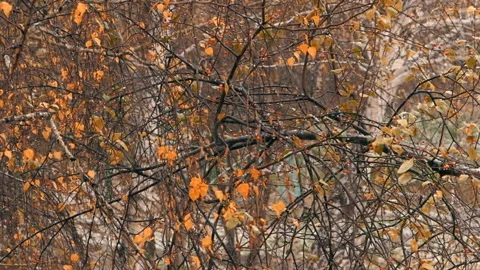 White fresh snow falls on the background of  trees. Autumn first snow close-up. Stock Footage 163148050