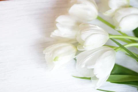 White fresh tulips on wooden background Stock Photos