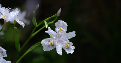 White fringed iris flower with raindrops on dark background Stock Footage 341939432
