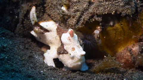 White Frogfish Hunting Video stock 91418860