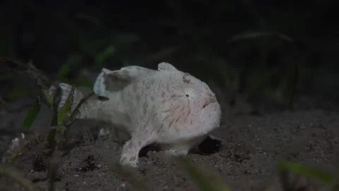 White frogfish is laying on a sand on a deep of the sea Stock Footage 138258951