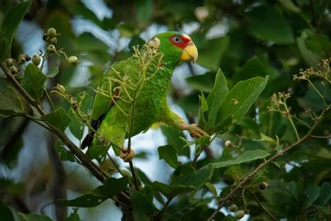 White-fronted Amazon or White-fronted Parrot - Amazona albifrons or Spectacle Stock Photos