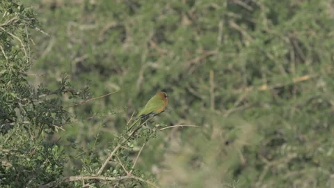 White Fronted Bea Eater Flies off from Branch Video stock 154215601