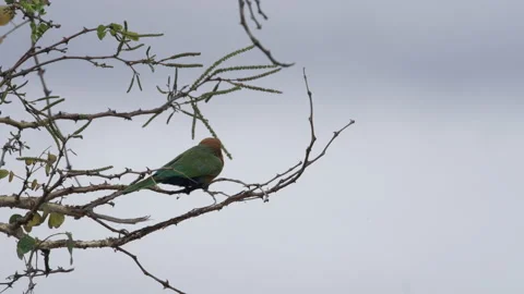 A white-fronted bee-eater bird on a tree branch. Stock Footage 170061073