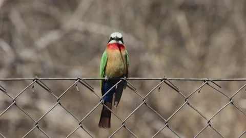 A white-fronted bee-eater bird sitting on a fence. Stock Footage 201614304