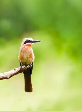 White fronted bee eater bird perched on a branch Stock Photos