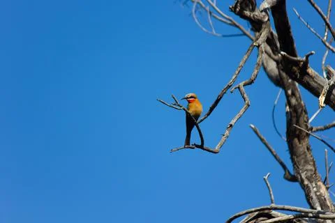 White-fronted Bee-eater Bird With Clear Blue Sky (Merops bullockoides) Stock Photos