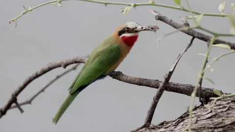 White fronted bee eater Stock Footage 297606478
