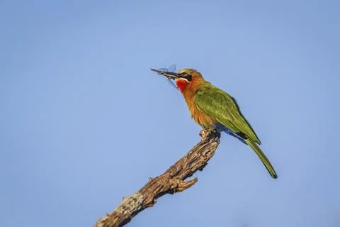 White fronted Bee eater in Greater Kruger National park, South Africa Stock Photos