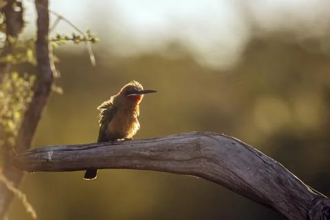 White fronted Bee eater in Greater Kruger National park, South Africa Foto stock