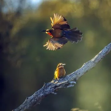 White fronted Bee eater in Greater Kruger National park, South Africa Stock Photos