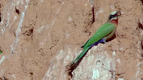 White-fronted Bee-eater hunting calling den 1 Stock Footage 225480944