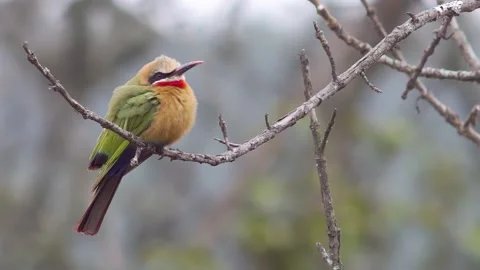 White-fronted Bee-eater hunting Stock Footage 225480993