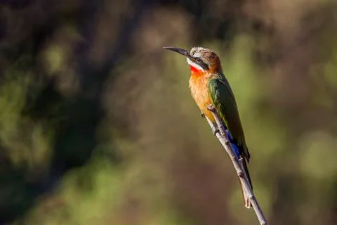 White-fronted Bee-eater in Kruger National park, South Africa Stock Photos