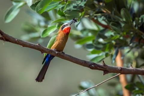 White fronted Bee eater in Kruger National park, South Africa Stock Photos