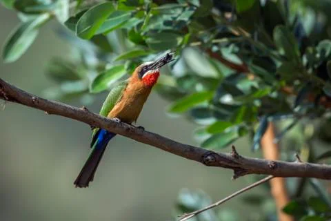 White fronted Bee eater in Kruger National park, South Africa Stock Photos