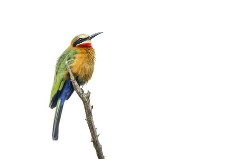 White fronted Bee eater in Kruger National park, South Africa Stockfoto's