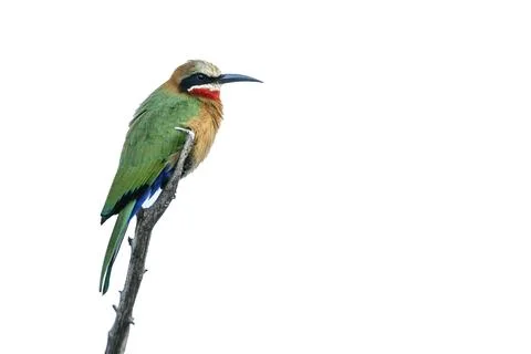 White fronted Bee eater in Kruger National park, South Africa Stockfoto's