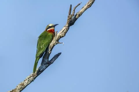 White fronted Bee eater in Kruger National park, South Africa Stock Photos