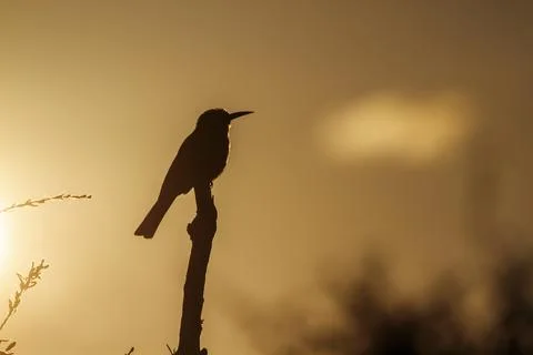 White fronted Bee eater in Kruger National park, South Africa Stock Photos