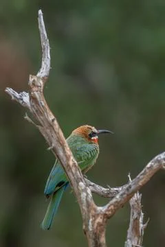 White fronted bee eater Kruger Park Stock Photos