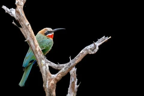 White fronted bee eater Kruger Park Stock Photos